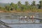 India, GOA, 03 February 2018. Indian workers plow the field with shovels and are reflected in the water. Heavy manual labor in