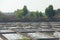 India, GOA, 03 February 2018. Indian workers plow the field with shovels and are reflected in the water. Heavy manual labor in