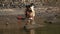 INDIA, GOA - 2012: Indian children girls play in the water