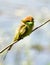 India Green Bee-Eater is having Sunbath