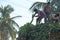 India, Hampi, January 31, 2018. Men are loading large green banana branches into the truck