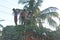 India, Hampi, January 31, 2018. Men are loading large green banana branches into the truck