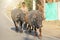 India, Hampi, January 31, 2018. A shepherd drives black buffaloes along the road