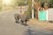 India, Hampi, January 31, 2018. A shepherd drives black buffaloes along the road