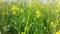 India Haryana feild yellow flowers honey been  blue sky green grass photo