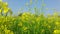 India Haryana feild yellow flowers honey been  blue sky green grass photo