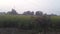 India haryana field house in farmer village  in west side