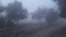 India Haryana in today fog in morning cool seasion