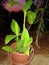 India Home gray plant nice