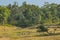 India Landscape: Jungle Watering Hole with Sambar Deer