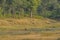 India Landscape: Sambar Deer Crossing Water