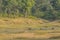 India Landscape: Sambar Deer Walking through Water