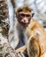 India monkey Ceylon portrait macaque Sri Lanka