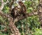 India monkey Ceylon portrait macaque Sri Lanka