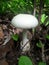 India, Odisha forest white  MUSHROOMS