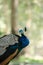 The India peafowl is walking for food on the ground