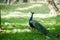 The India peafowl is walking for food on the ground