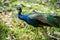 The India peafowl is walking for food on the ground