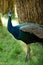 The India peafowl is walking for food on the ground