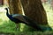 The India peafowl is walking for food on the ground