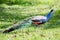 The India peafowl is walking for food on the ground