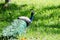 The India peafowl is walking for food on the ground