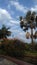 This is India pump tree with sky .with good looking flowers .sky. Blue sky. Toll pump tree