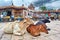 India Rajasthan Jodhpur. Sardar Market Girdikot. Holy cows