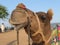 India - Rajasthan - Pushkar - Thar Desert - Camel Nose Snub