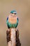 India Roller perched on a stump in the forests of Bandhavgarh