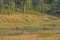 India: Sambar Deer Crossing Watering Hole