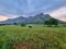 India tamilnadu madurai ruralscape agricultural fields cow lonely green meadows grasslands tourism destination mountain hill