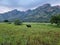 India tamilnadu madurai ruralscape agricultural fields cow lonely green meadows grasslands tourism destination mountain hill