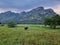 India tamilnadu madurai ruralscape agricultural fields cow lonely green meadows grasslands tourism destination mountain hill