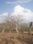 India  trees with cloudy mausham