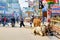 India. Varanasi Benares Uttar Pradesh. Holy cows along the streets