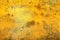 India Wall Yellow color texture background