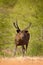 India wildlife. Sambar deer, Rusa unicolor, large animal, Indian subcontinent, Rathambore, India. Deer, nature habitat. Bellow maj