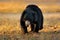 India wildlife. Sloth bear, Melursus ursinus, Ranthambore National Park, India. Wild Sloth bear in nature habitat, wildlife photo