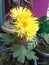 India- yellow Sunflower  in my own garden....