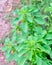 Indian Acalypha, Three Seeded Mercury or Acalypha Indica Plants