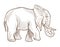 Indian or African elephant isolated sketch, wild animal