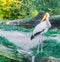 Indian or african painted stork bird standing in the forest animal portrait