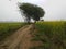 Indian agricuitur land villager road with sky village  morning time