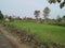 Indian agricultural land with rice plant