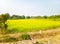 Indian Agriculture Field with Mustard Rye Crop and it's yellow flowers