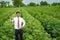 Indian Agronomist at Cotton field and showing thump up