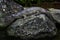 Indian alligator resting on rock