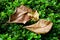 Indian Almond Leaves, Foliage dry leaf