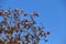 Indian almond tree leaf with vivid sky